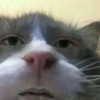 dafnudes Altpins Profile Picture