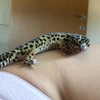 dafnudes Altpins Profile Picture