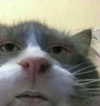 dafnudes Altpins Profile Picture