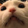 dafnudes Altpins Profile Picture