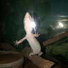 dafnudes Altpins Profile Picture