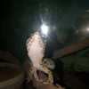 dafnudes Altpins Profile Picture