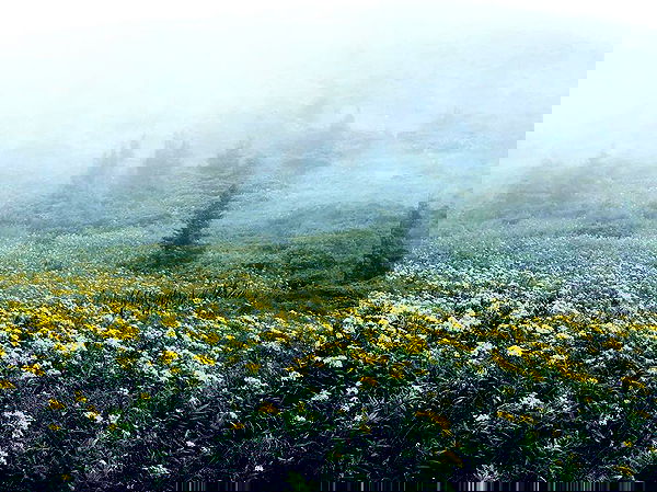 jaroslava_klavir jaroslava_klavir archive image