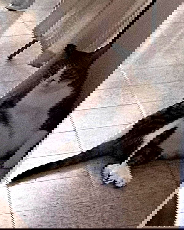 jaroslava_klavir jaroslava_klavir archive image