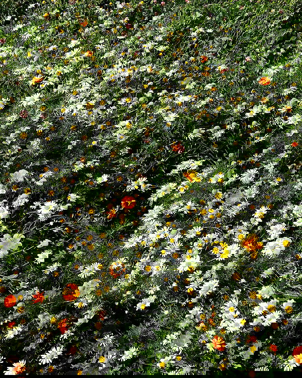 jaroslava_klavir jaroslava_klavir archive image