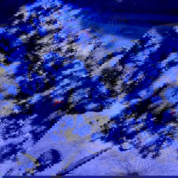 laluzone laluzone archive image