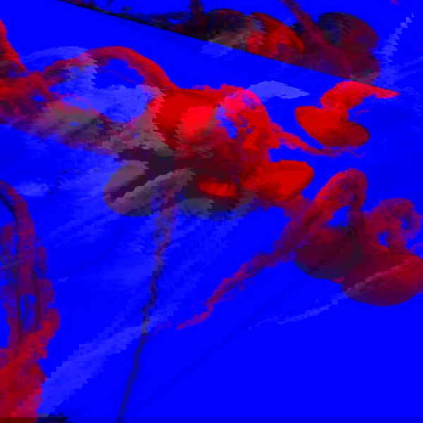 laluzone laluzone archive image