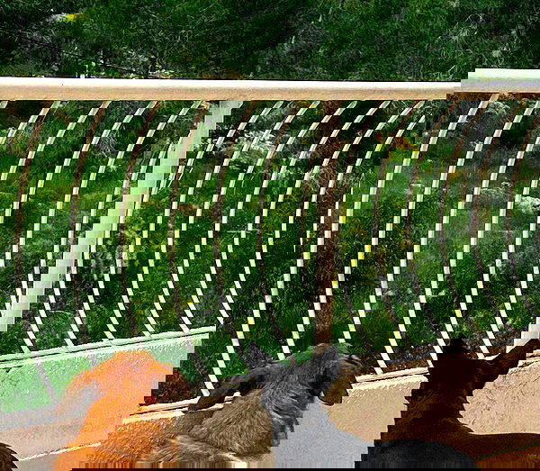 liashaked liashaked archive image