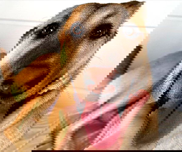 liashaked liashaked archive image