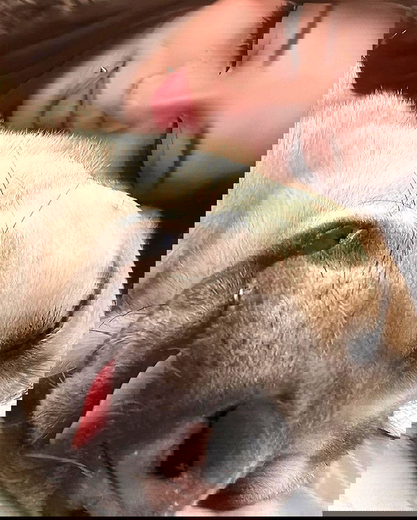 liashaked liashaked archive image