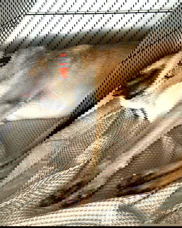 liashaked liashaked archive image