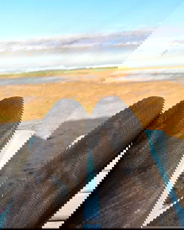 liashaked liashaked archive image