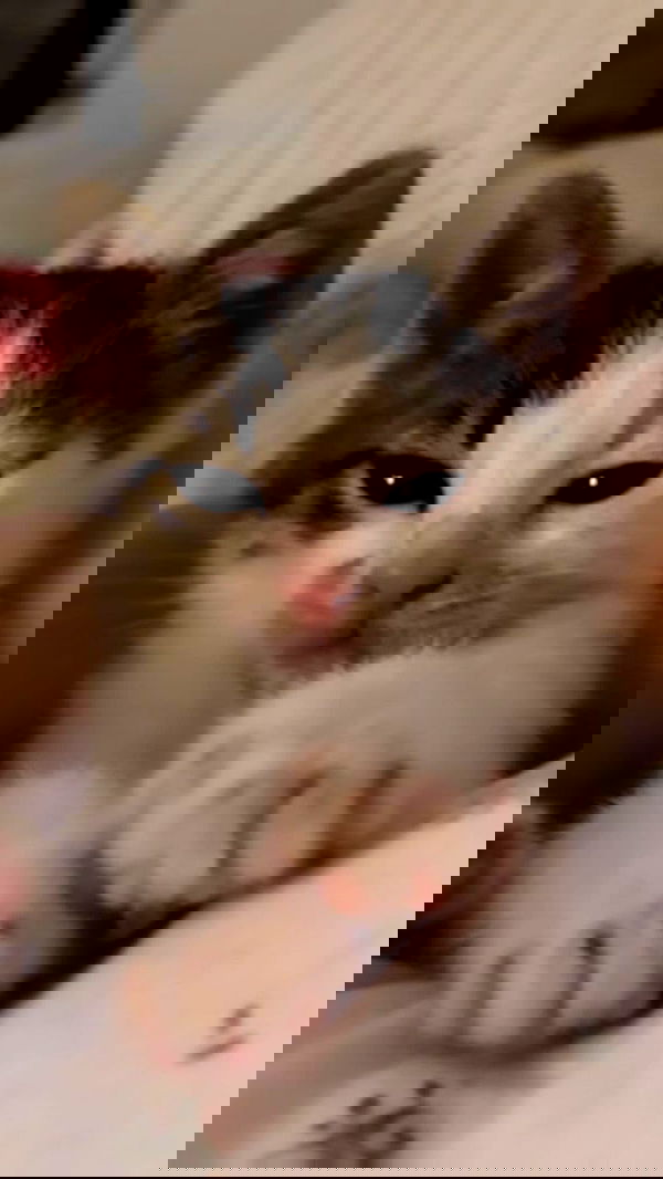 liashaked liashaked archive image