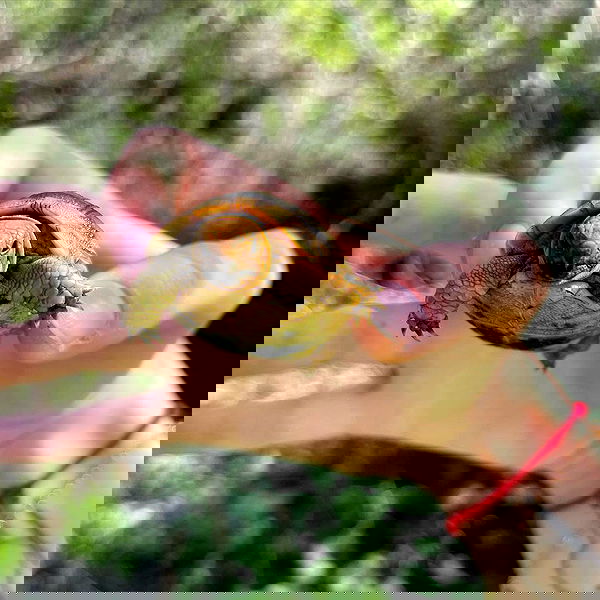 moonliliaght moonliliaght archive image