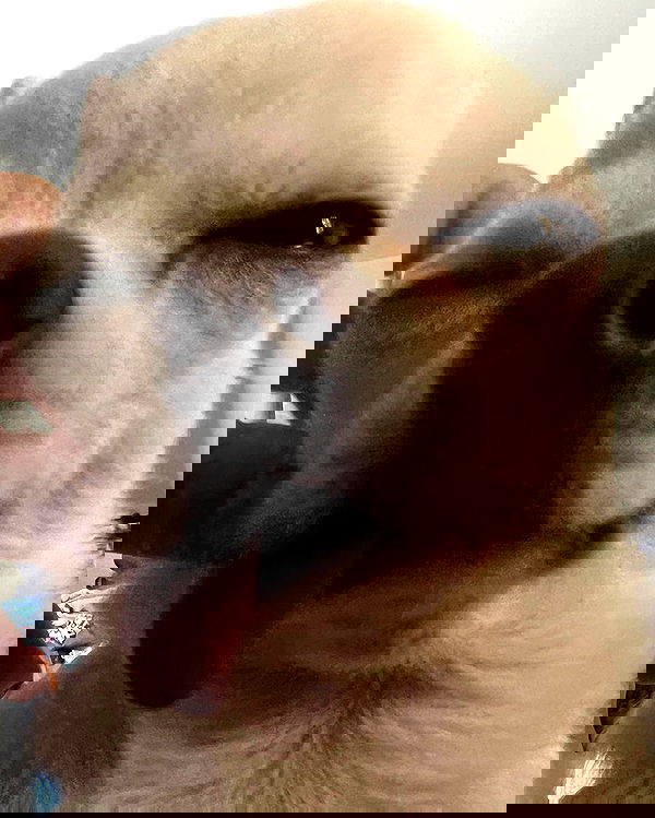 rinsrain rinsrain archive image