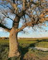 roni_ackerman Altpins Profile Picture