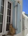 roni_ackerman Altpins Profile Picture