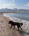roni_ackerman Altpins Profile Picture