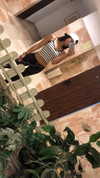 _lironatias Altpins Profile Picture