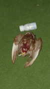 avitallllllll Altpins Profile Picture