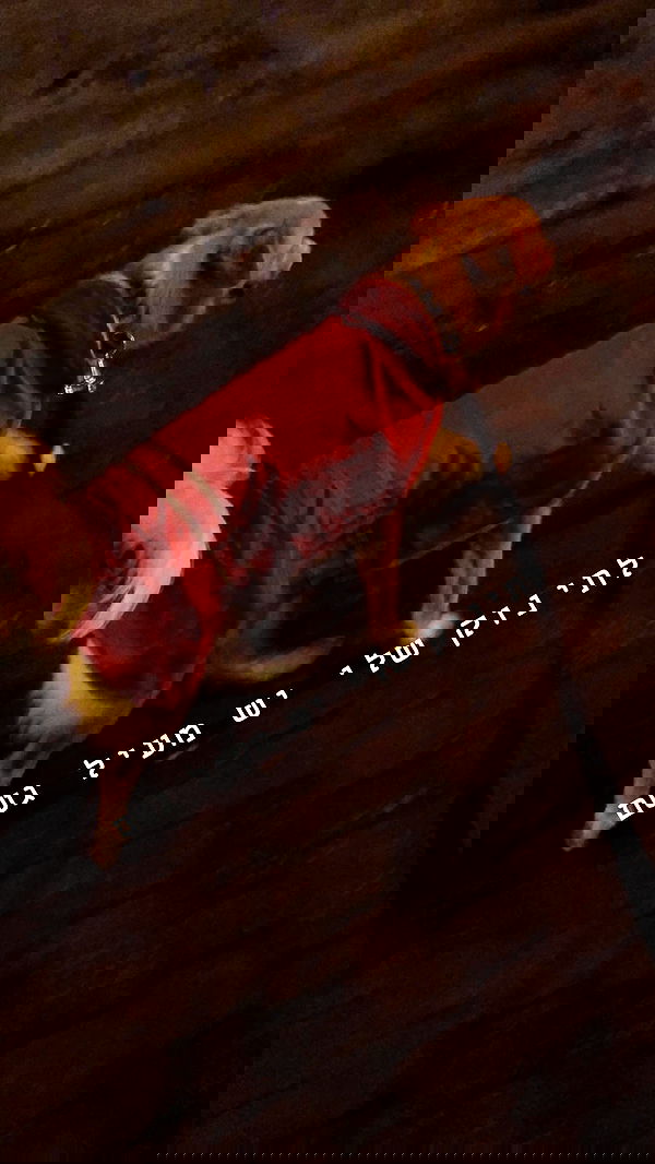 biton__adi biton__adi archive image