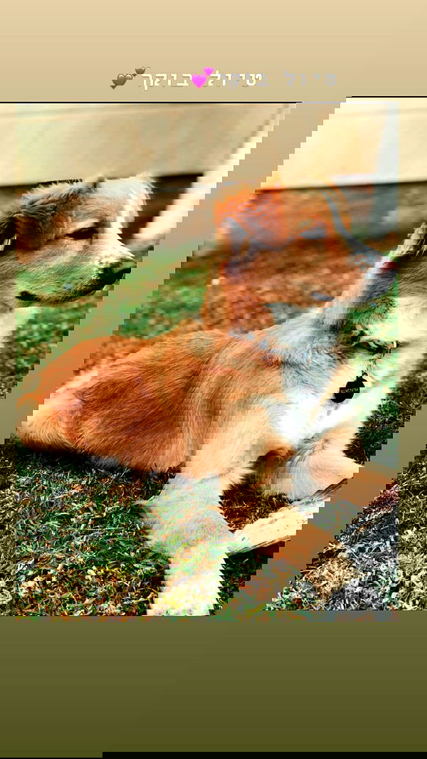 biton__adi biton__adi archive image