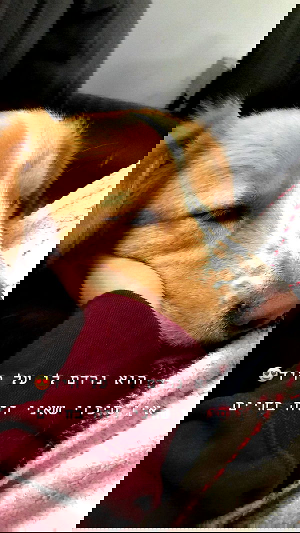 biton__adi biton__adi archive image