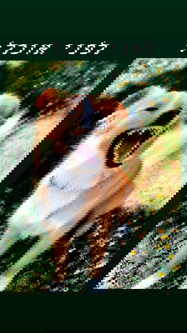 biton__adi biton__adi archive image