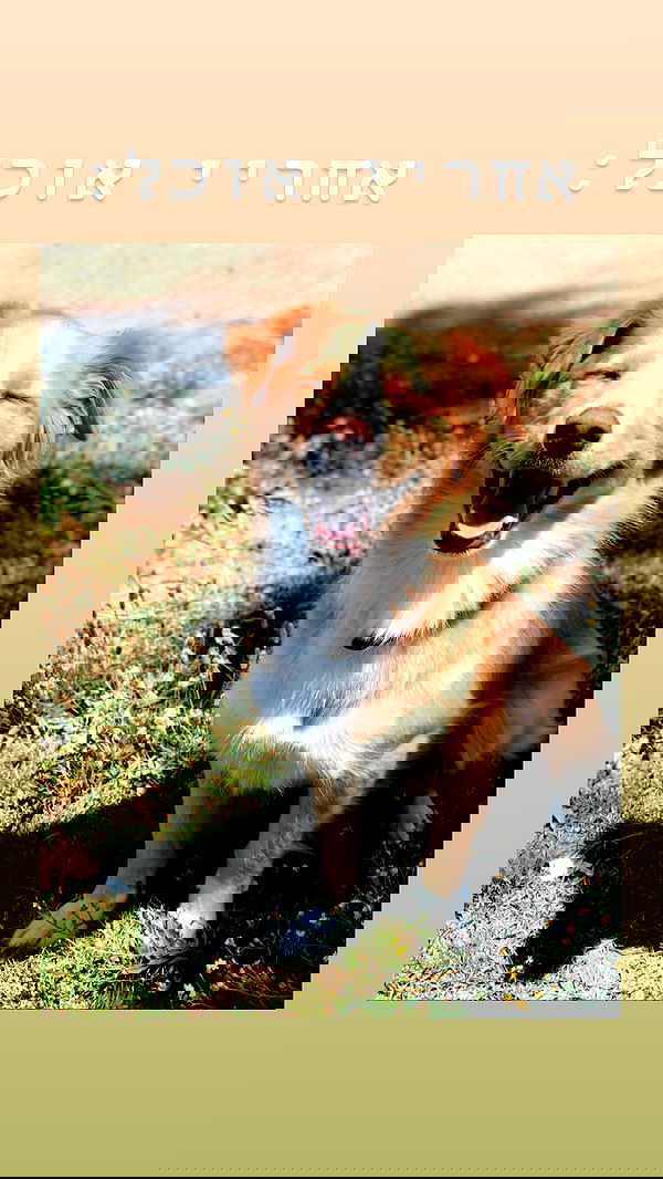 biton__adi biton__adi archive image