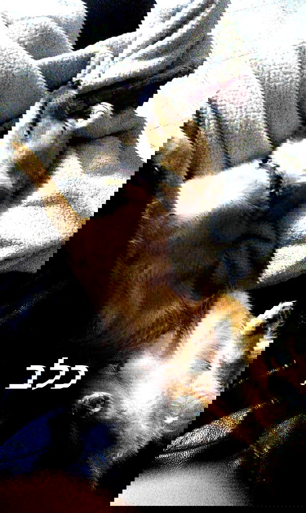 biton__adi biton__adi archive image