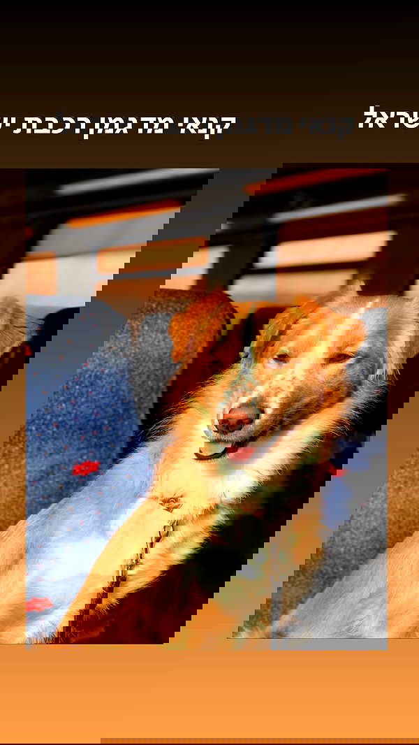 biton__adi biton__adi archive image