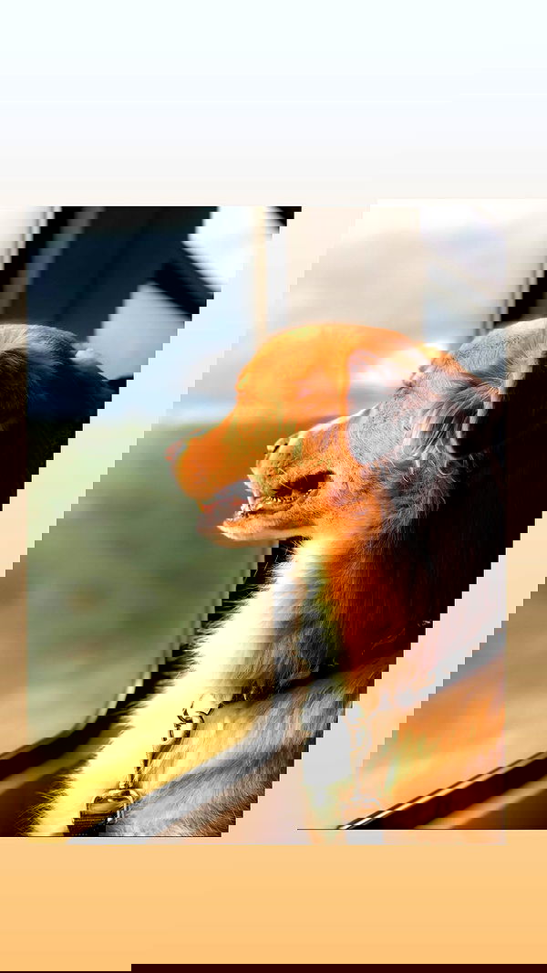 biton__adi biton__adi archive image