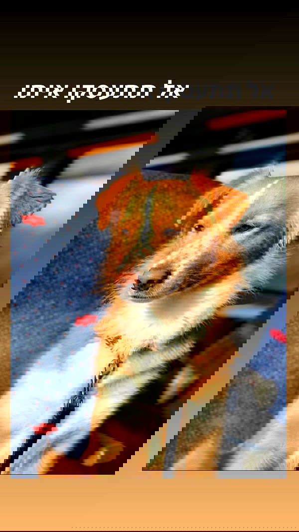 biton__adi biton__adi archive image