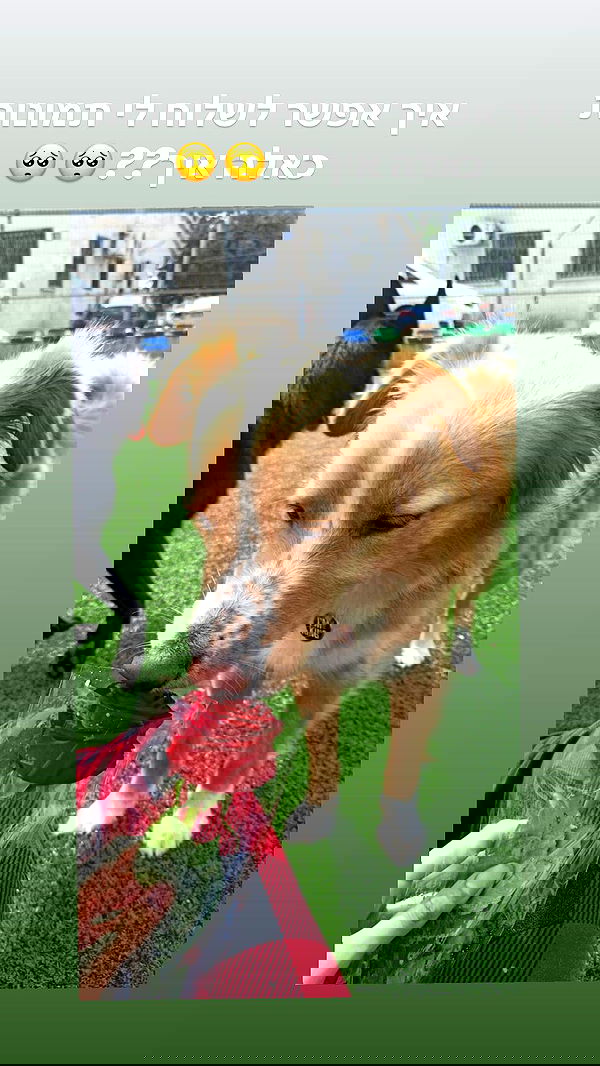 biton__adi biton__adi archive image