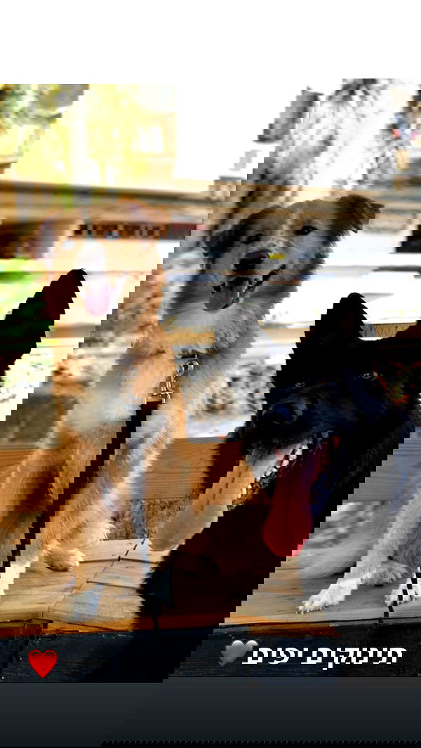 biton__adi biton__adi archive image