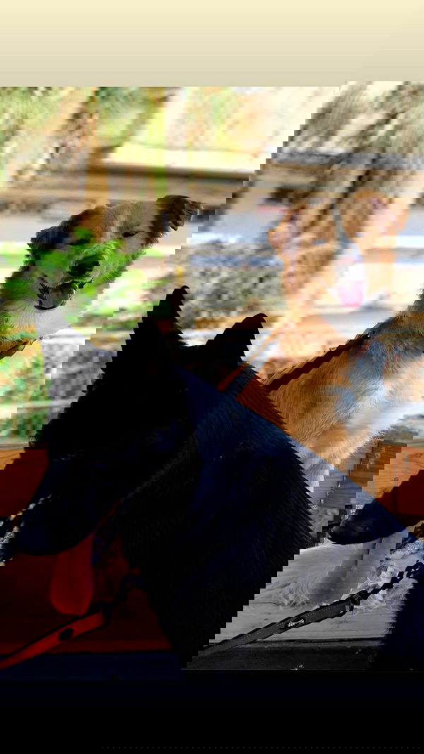 biton__adi biton__adi archive image