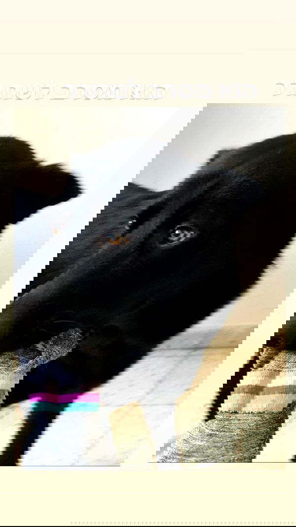 biton__adi biton__adi archive image