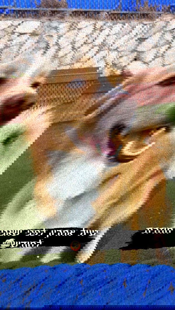 biton__adi biton__adi archive image