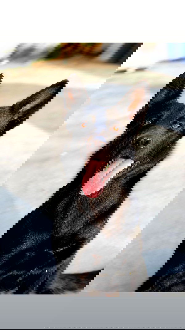 biton__adi biton__adi archive image