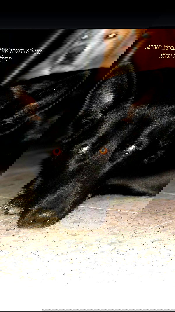 biton__adi biton__adi archive image