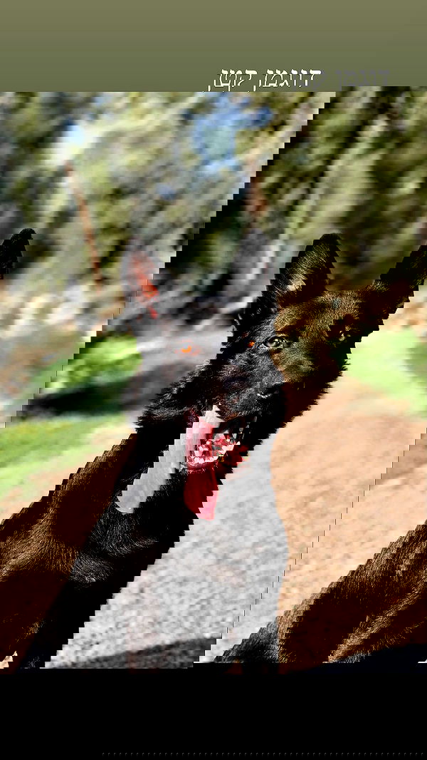 biton__adi biton__adi archive image