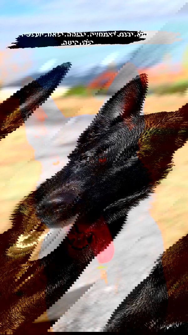 biton__adi biton__adi archive image