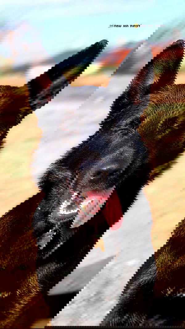 biton__adi biton__adi archive image