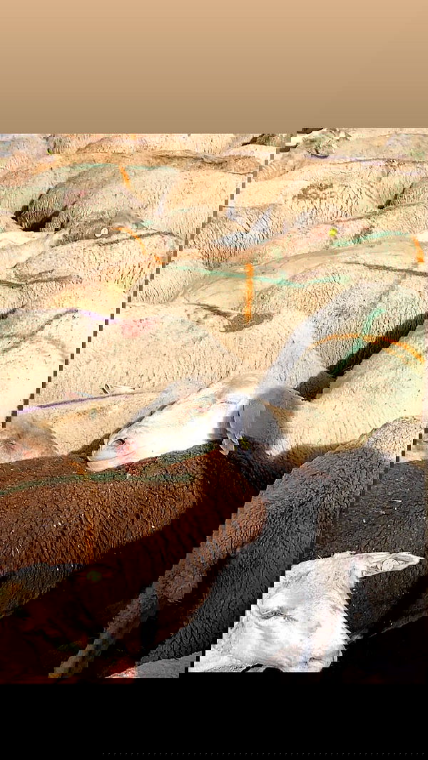 biton__adi biton__adi archive image