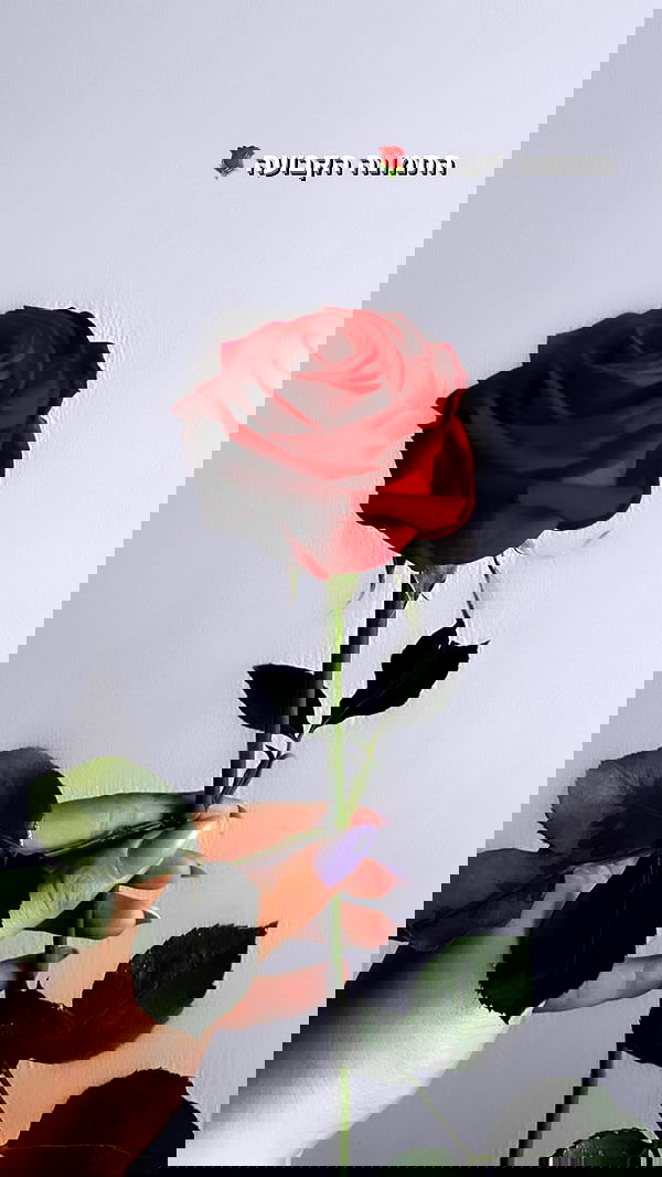 biton__adi biton__adi archive image