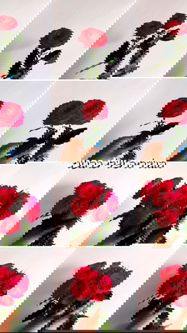 biton__adi biton__adi archive image