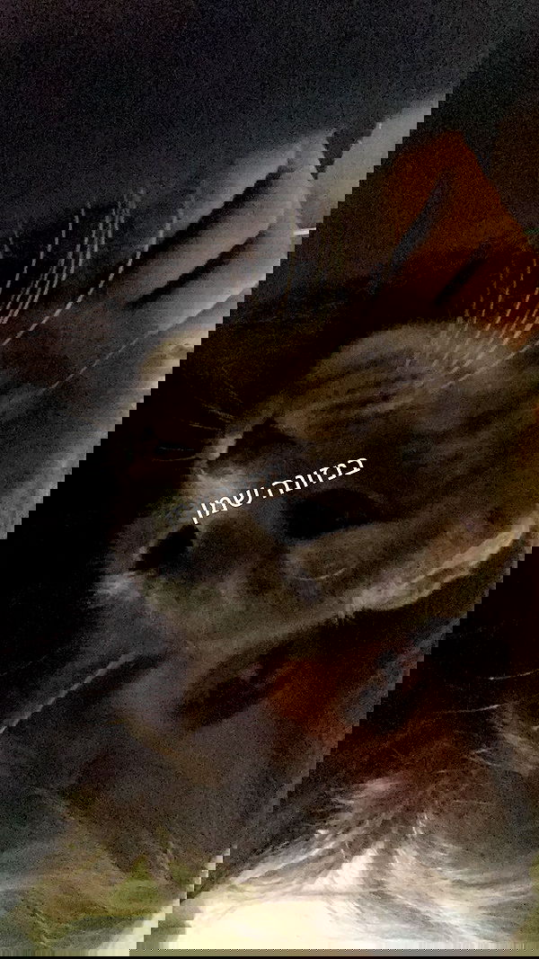 canabaputgir canabaputgir archive image