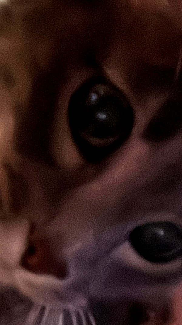 canabaputgir instagram image archive image
