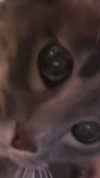 canabaputgir Altpins Profile Picture