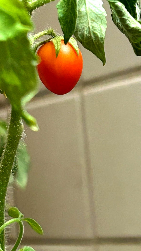 canabaputgir instagram image archive image